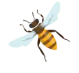h5-image-bee-min