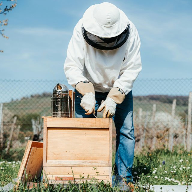 beekeeper opening a beebox