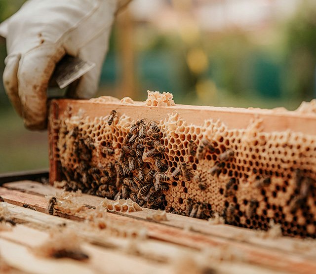 beekeeper removing honeycomb from a beehive