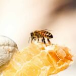 honeybee sitting on a honeycomb
