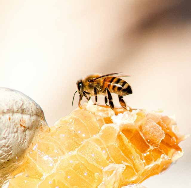 honeybee sitting on a honeycomb